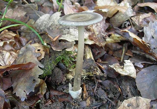 I  Funghi  della  faggeta  calcarea
